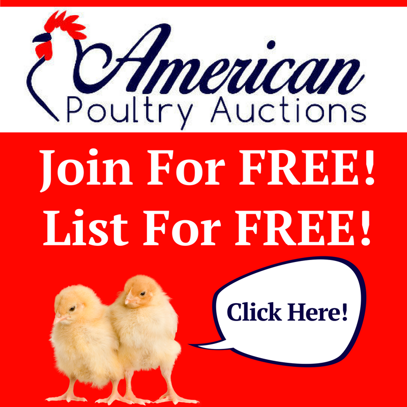 Grooming on Show Day