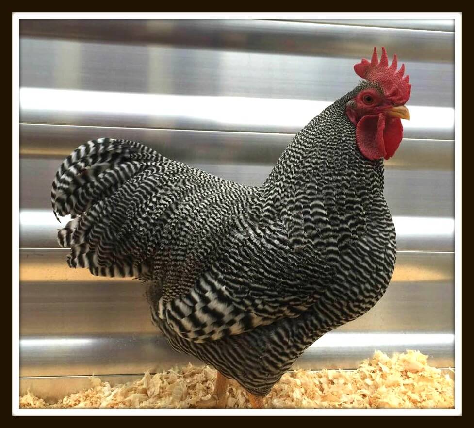 Show Quality Breeder Directory - Search & Find Fancy Poultry For Sale