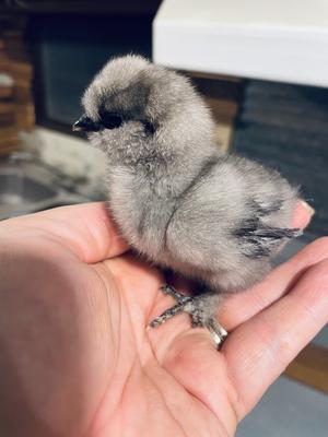 Silkie Silkie
