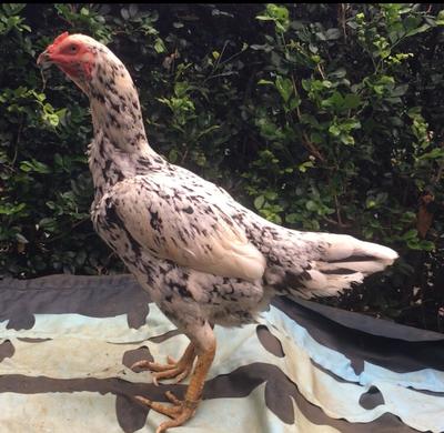Free Range  Free Range