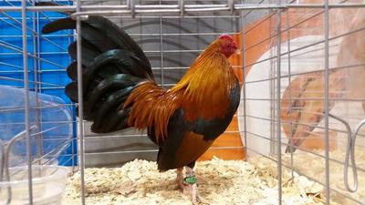 Show Champion -- Wheaton, cockerel - P&S Farms Show Champion -- Wheaton, cockerel - P&S Farms