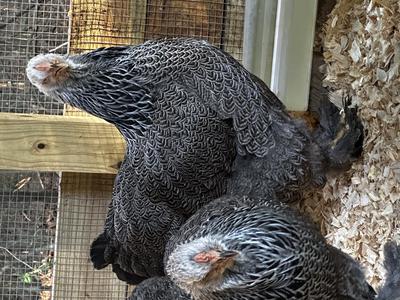 Dark Brahma 6-7 month old  Dark Brahma 6-7 month old