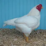 Your source for tips on raising and showing poultry from experienced Judges & Breeders.