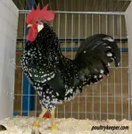 Find your Poultry Abbreviations here! 