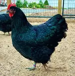To start, define what you're looking for in an Australorp.  I'm looking for a very healthy, fast maturing, dark colored bird with excellent body and tail angle.