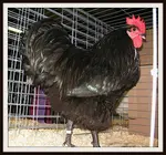 Search for and find the Australorps you're looking for!