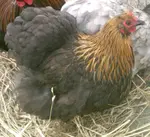 Search for and find the Cochin Bantams you're looking for!