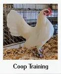 Continue your poultry education and never stop learning!