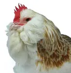 Search for and find the Faverolles you're looking for!