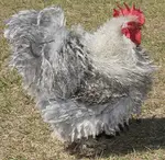 Search for and find the Cochins you're looking for!