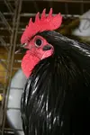 Search for and find the Australorp Bantams you're looking for!