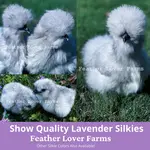Search for and find the Silkies you're looking for!
