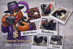 French Black Copper Marans By PimpingChicks.com