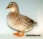 Search for and find the Call Ducks you're looking for!