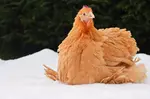 How do you get chickens to lay more eggs in the winter?