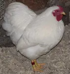 There are many helpful forums and poultry fancier resouce websites online.  Here are a few we enjoy!