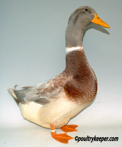 Photo Courtesy of www.poultrykeeper.com