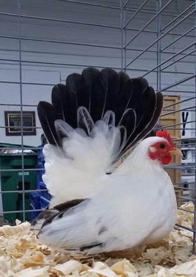 Show Champion White Tag, Keith Wagoner