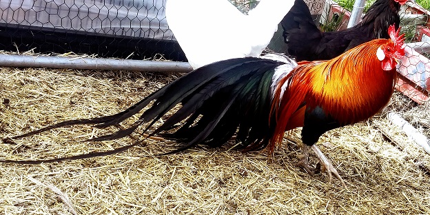 Poultry Showcase