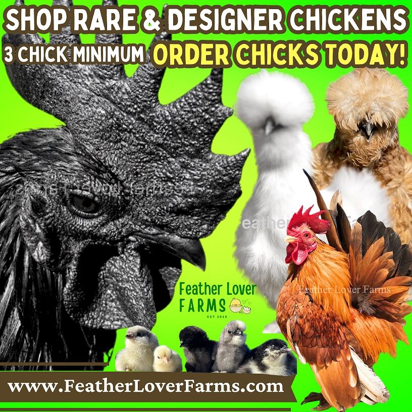 Chickens for sale south jersey cheap
