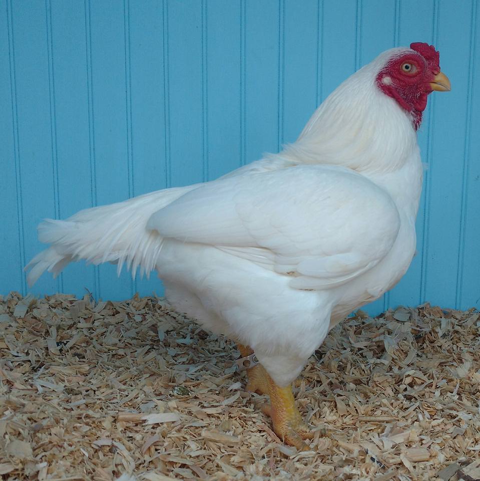 Your source for tips on raising and showing poultry from experienced Judges & Breeders.