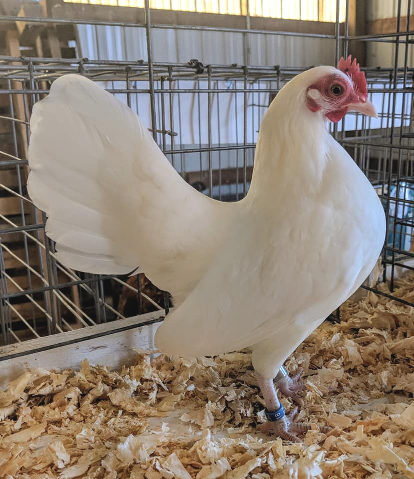 Coop training birds is an important part of getting birds ready for a show. It's a critical part of getting them to show their best when they are being judged.