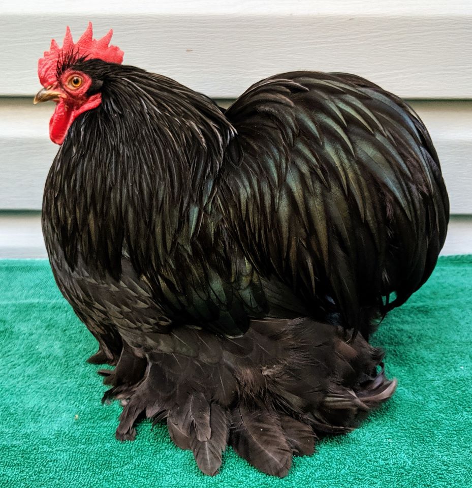 I frequently get asked about bringing in new blood to their flock.  These questions usually get asked by new breeders.