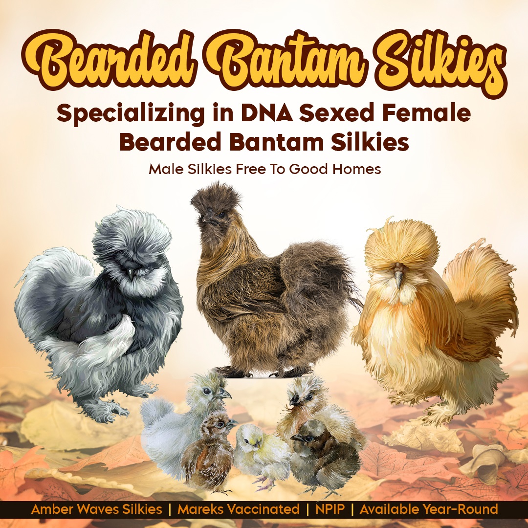 silkie chickens for sale nj