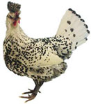 Photo Courtesy of www.poultrykeeper.com