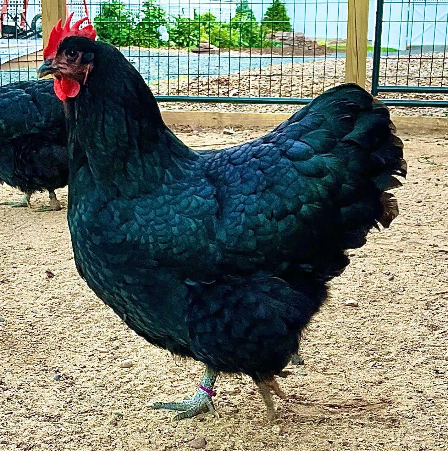 Black Australorp Chickens The Australorp Chicken Top Choice