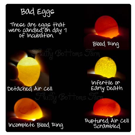 Duck egg hatching stages
