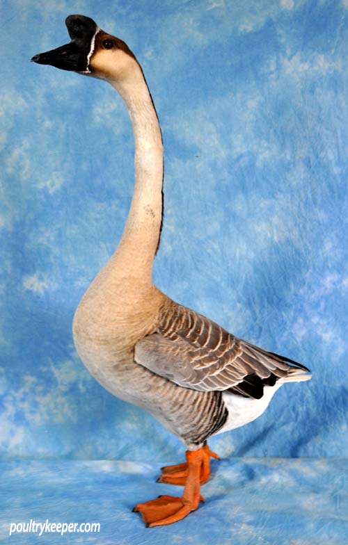 Chinese Geese For Sale