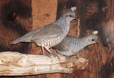 Quail For Sale