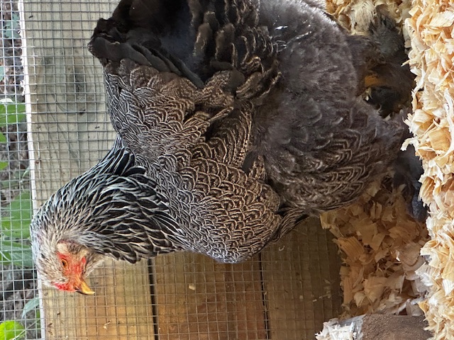 Brahma’s & Beauty Homestead/Nina Sandifer 2