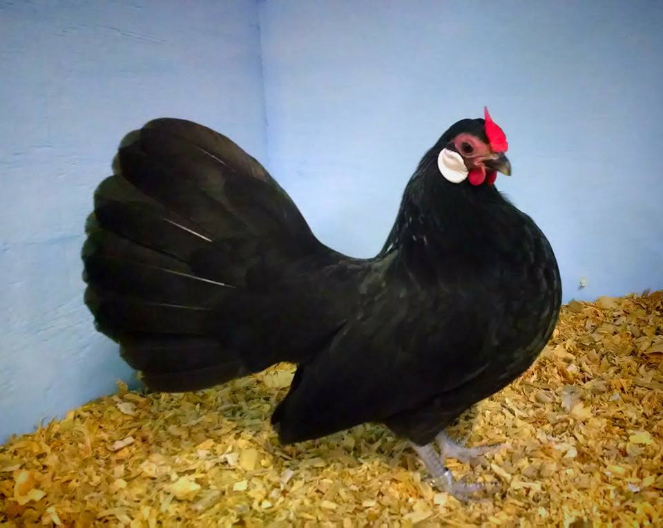 Rosecomb Bantams For Sale 