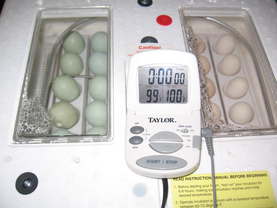 Incubator Hatching
