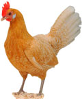 Photo Courtesy of www.poultrykeeper.com