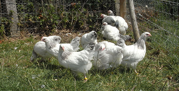 Photo Courtesy of Tim Daniels Photo Courtesy of Tim Daniels