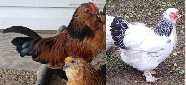 Herbs Birds Herbs Birds