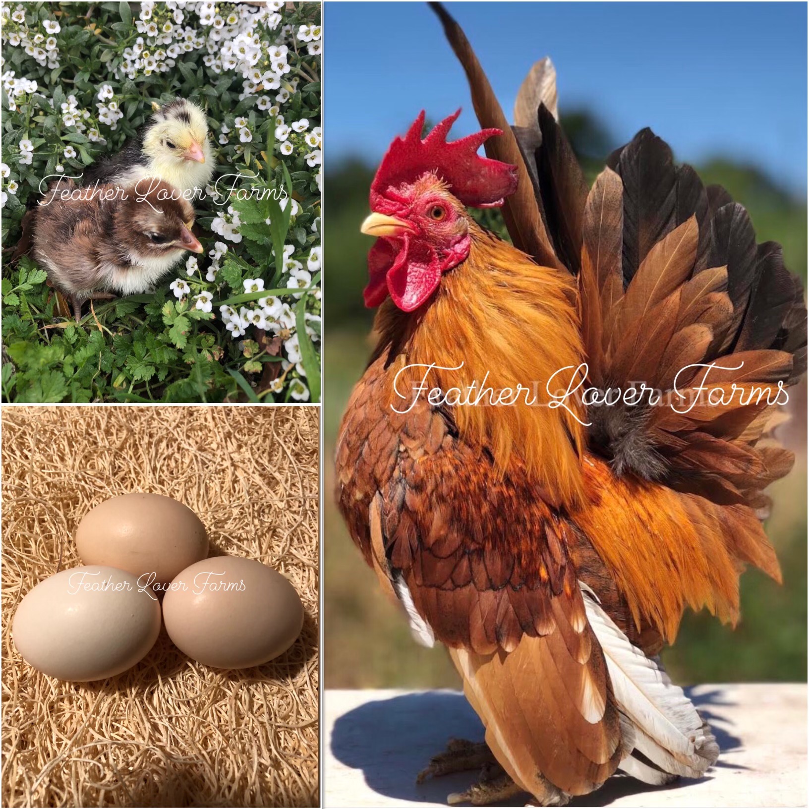 Serama Bantams