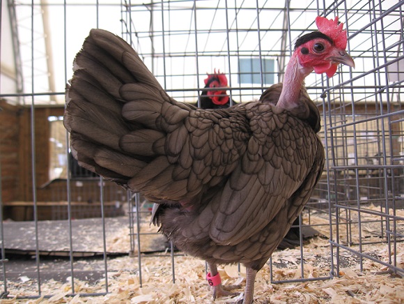 Naked Neck Bantams For Sale.