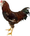 Photo Courtesy of www.poultrykeeper.com