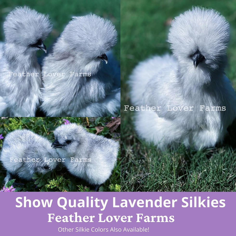 12 Of the Best Silkie Hatching Eggs assorted colors***Get Yours TODAY !!LOOK!! 
