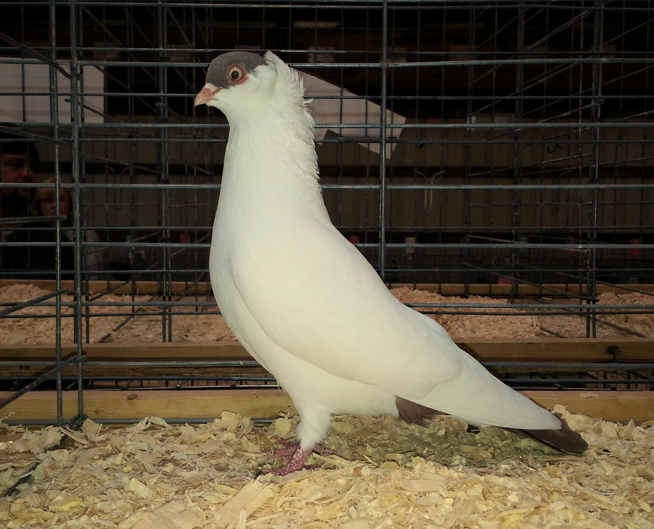 Pigeon Shows