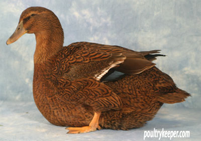 Rouen - Non-Industrial Duck - The Livestock Conservancy