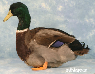 Photo Courtesy of www.poultrykeeper.com