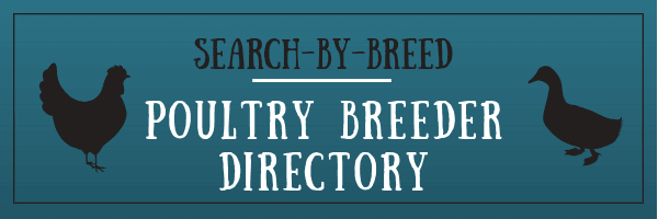 Search-by-Breed Poultry Breeder Directory