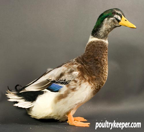 Photo Courtesy of www.poultrykeeper.com