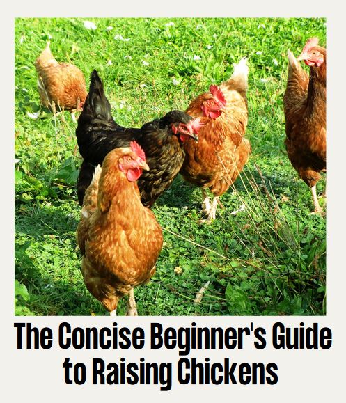 Concise Beginners Guide Thumb