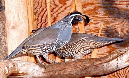 Quail For Sale